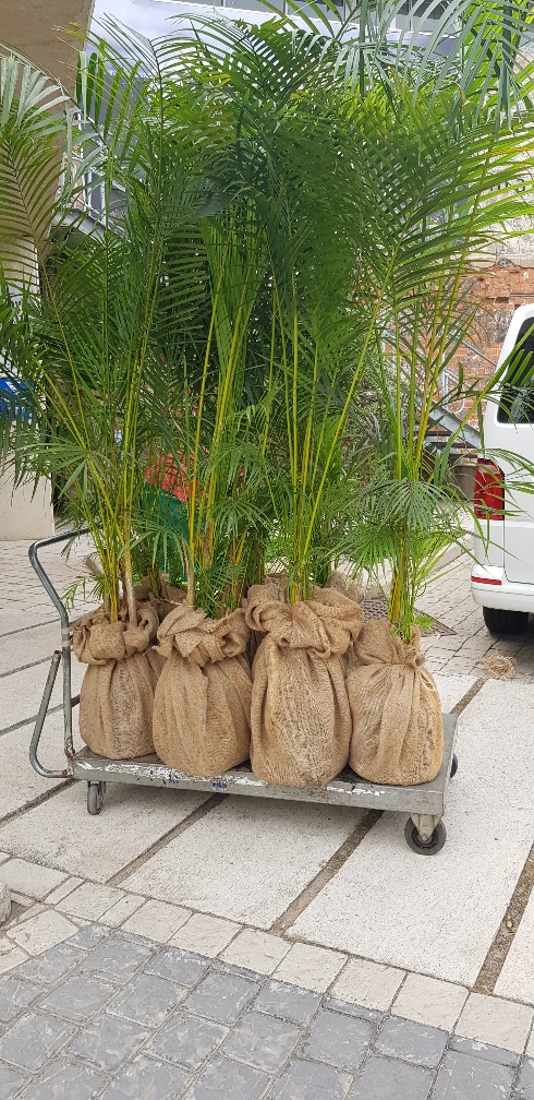 2m palms