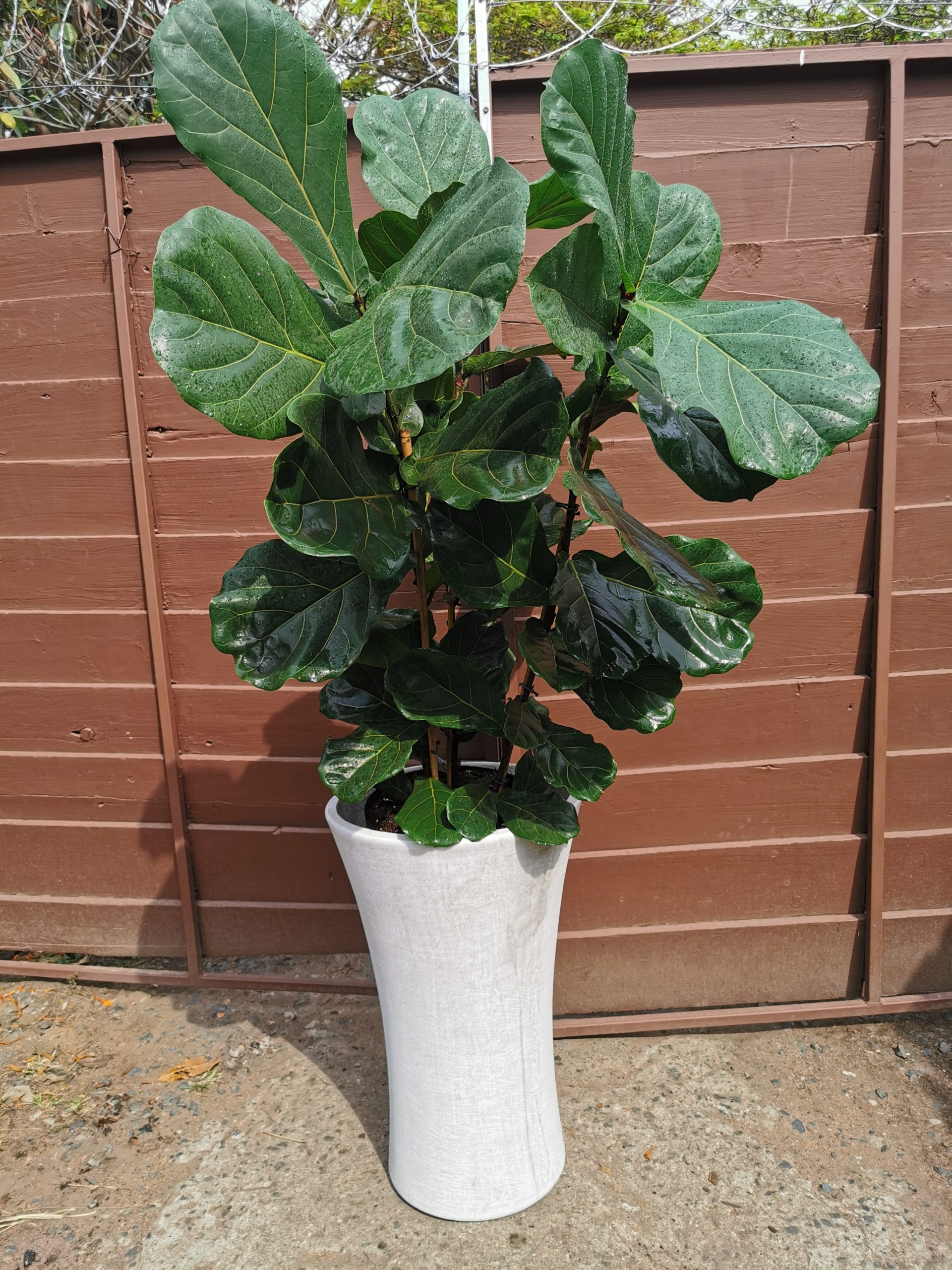3 large ficus