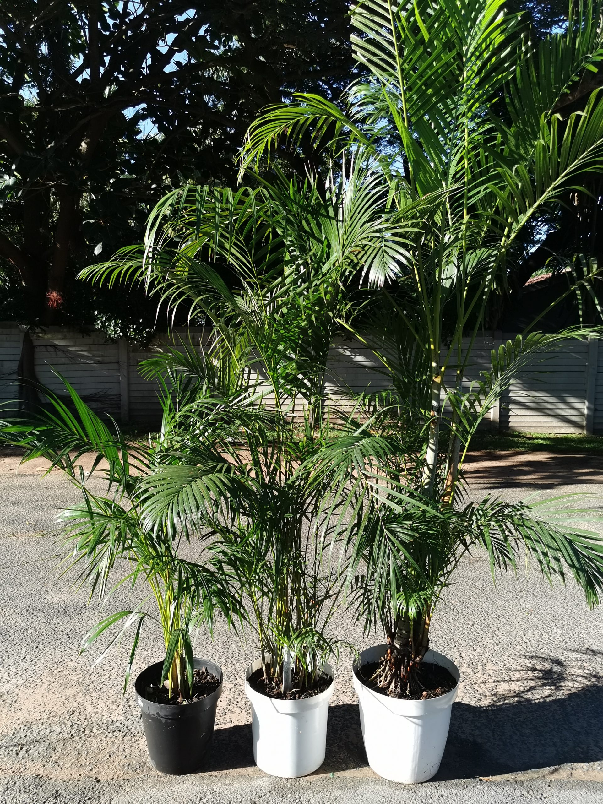 3 palms in plastic pots