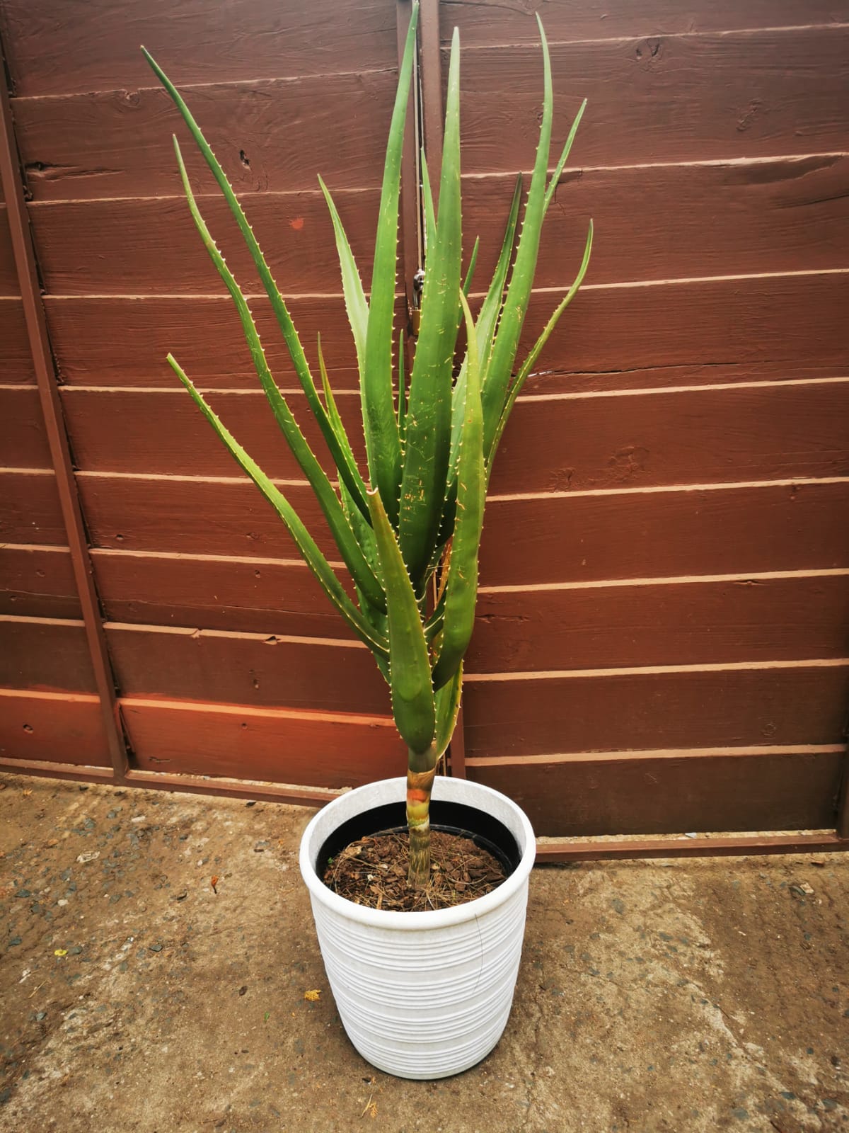ALOE Barberae 1