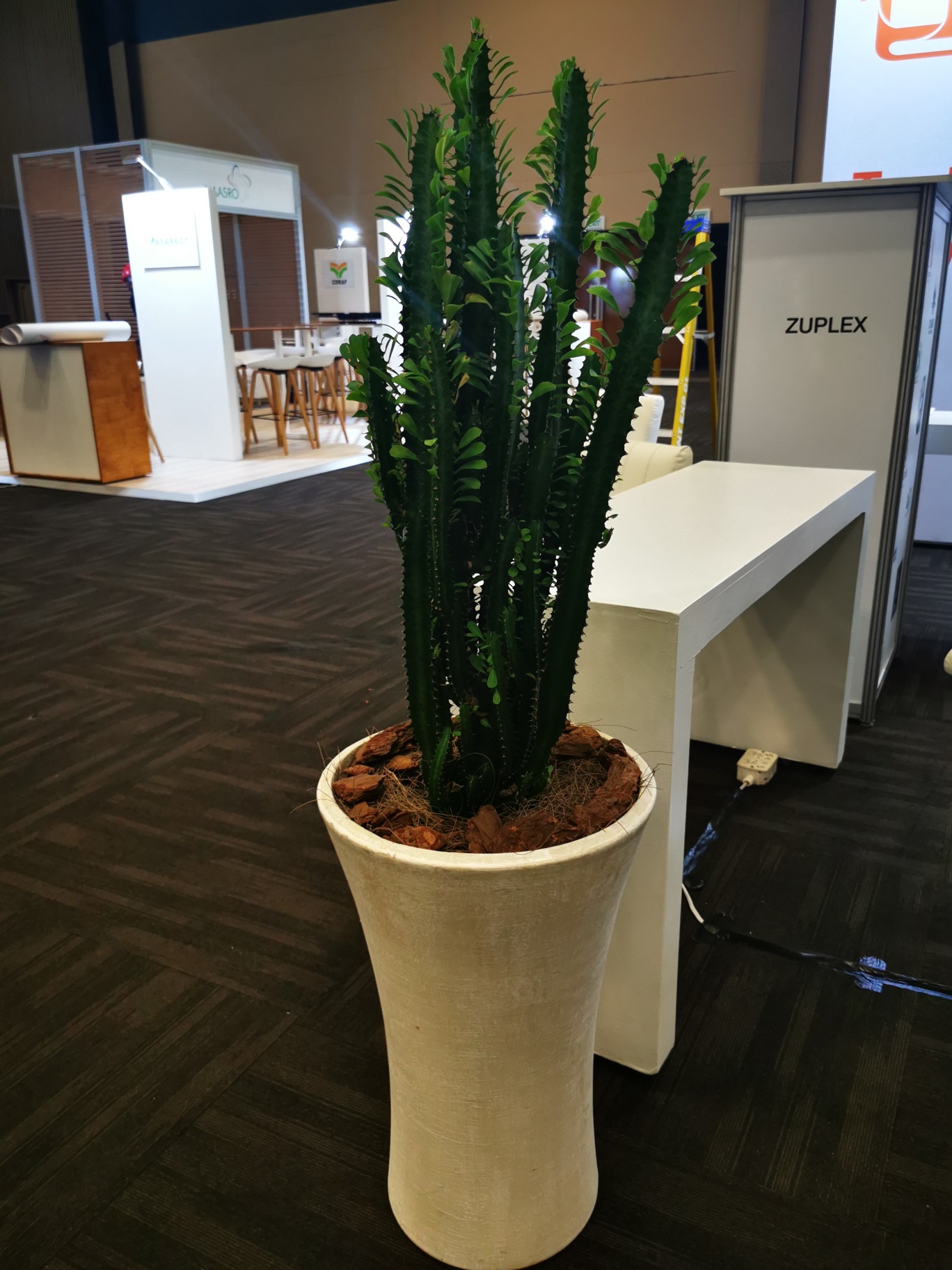 ALOE tall in tall ceramic