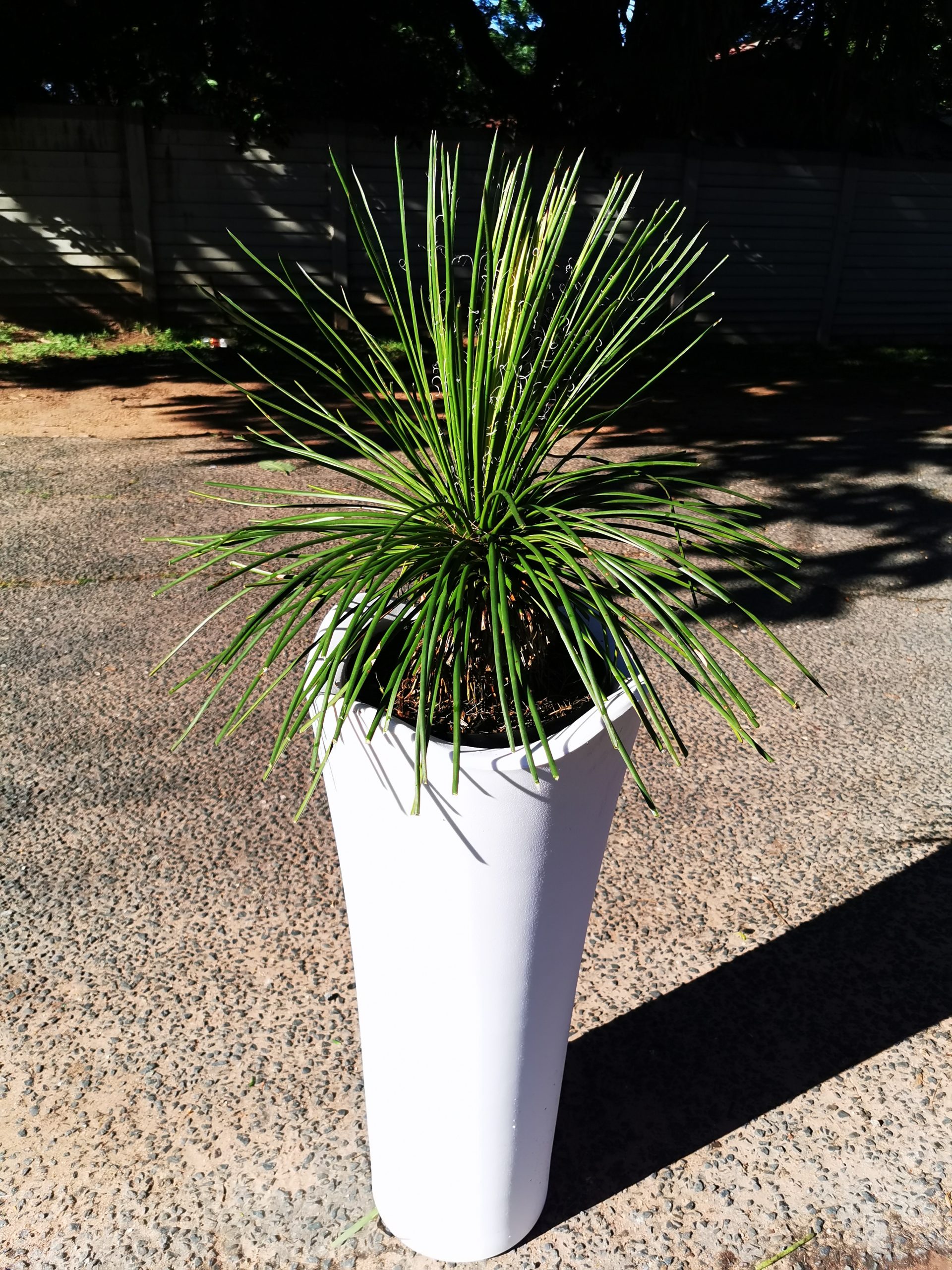 Aloe in Tall pot