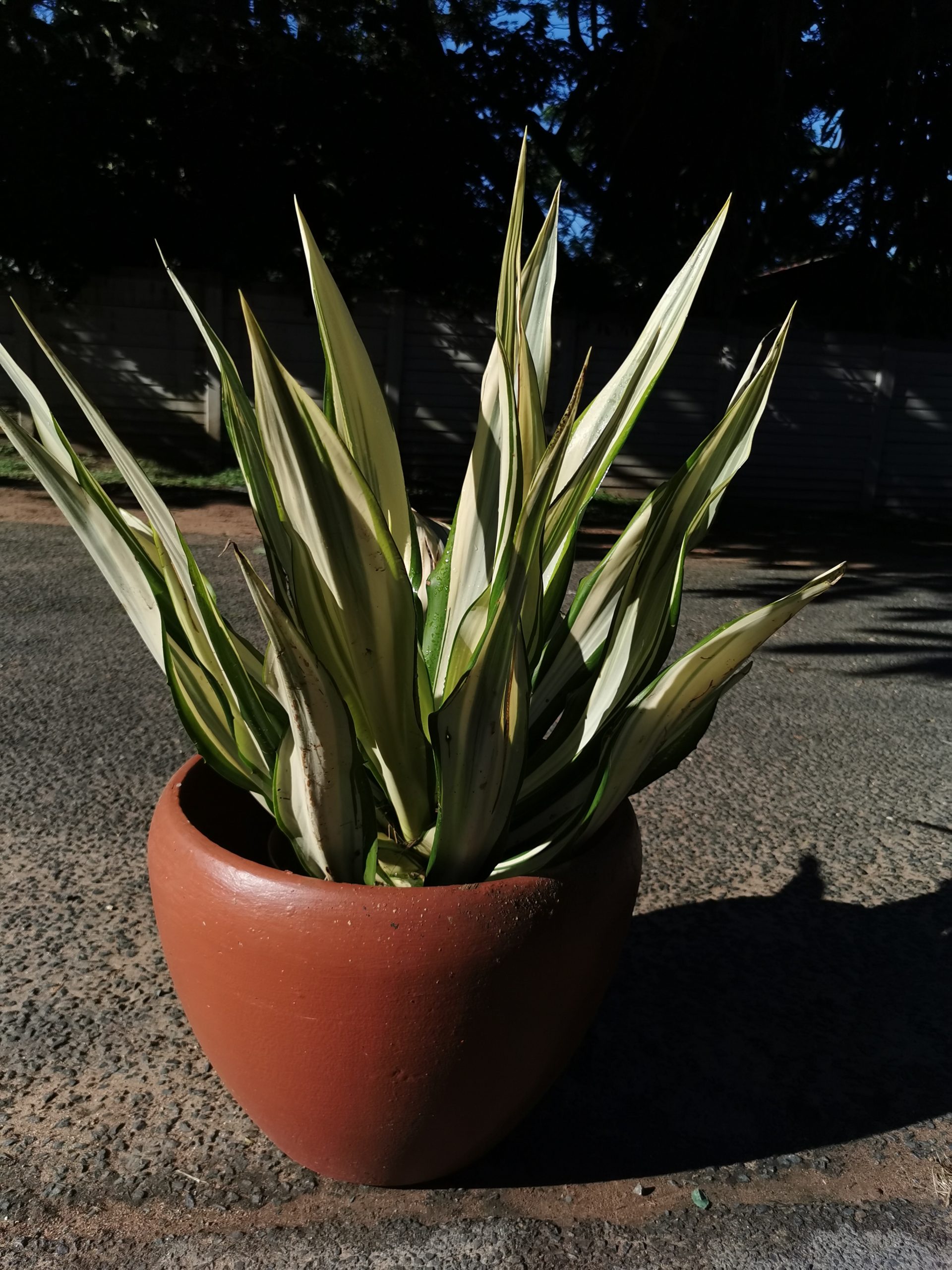 Aloe large in Low pots