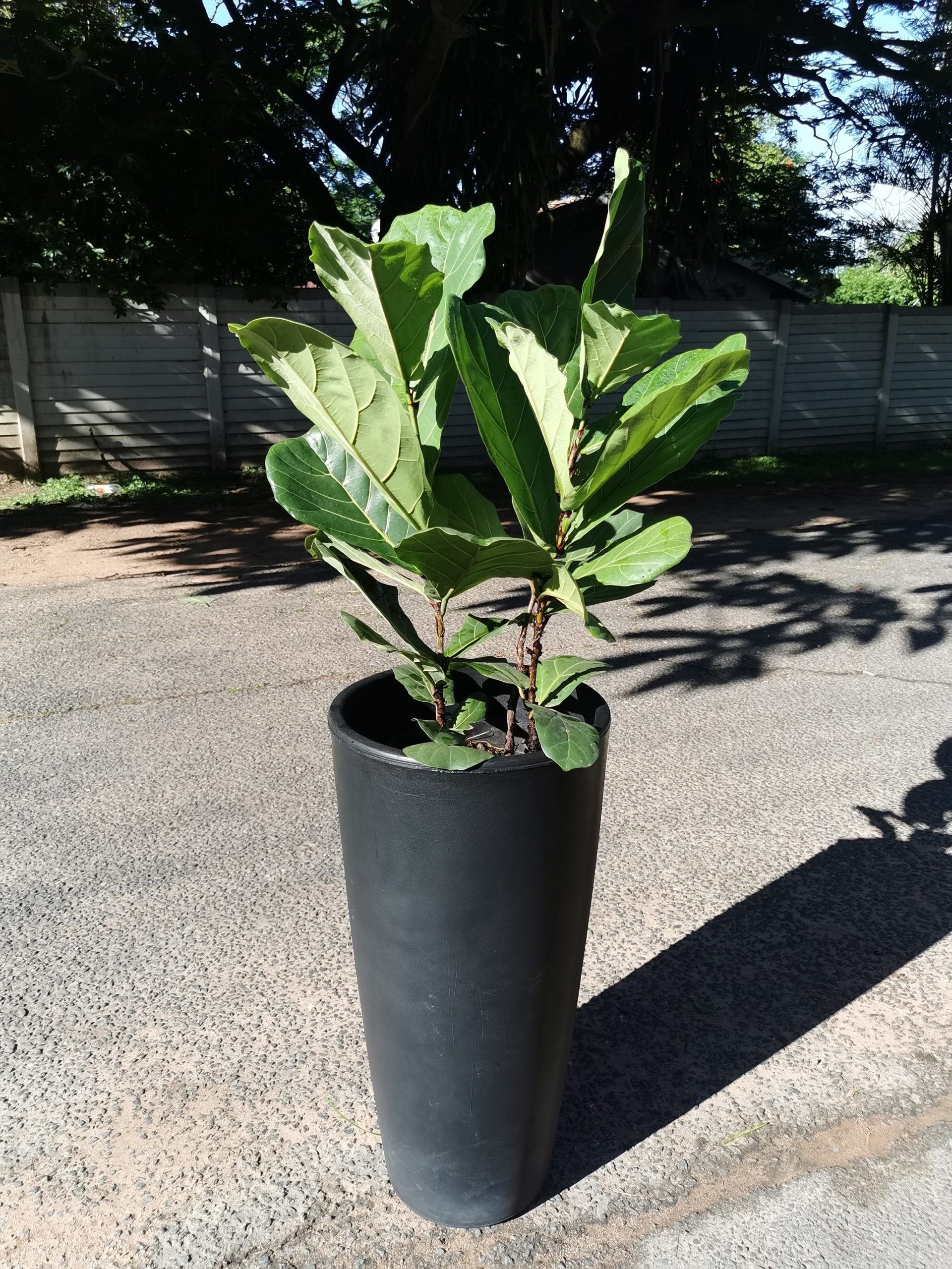 Ficus Lyrata i pot