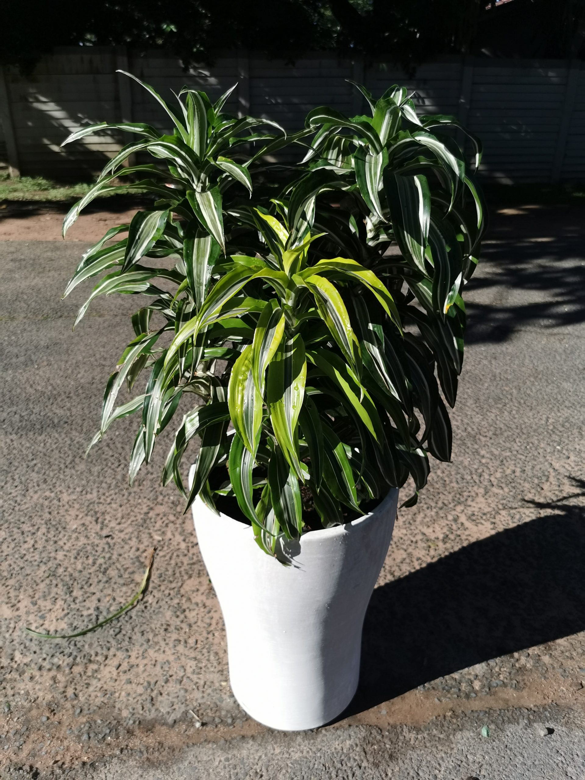 Ficus Mix in pot