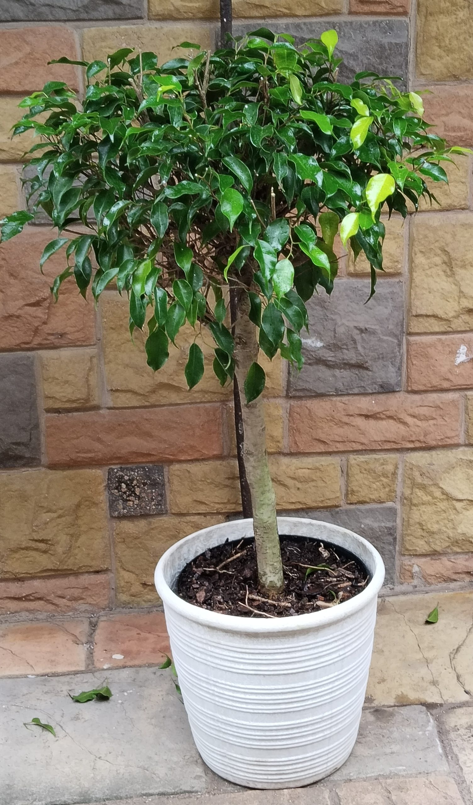 Ficus loly pop in low ceramic 2