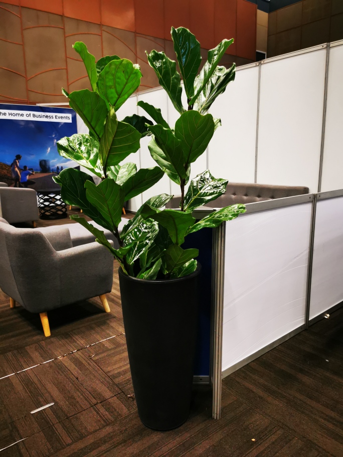 Ficus lyrata