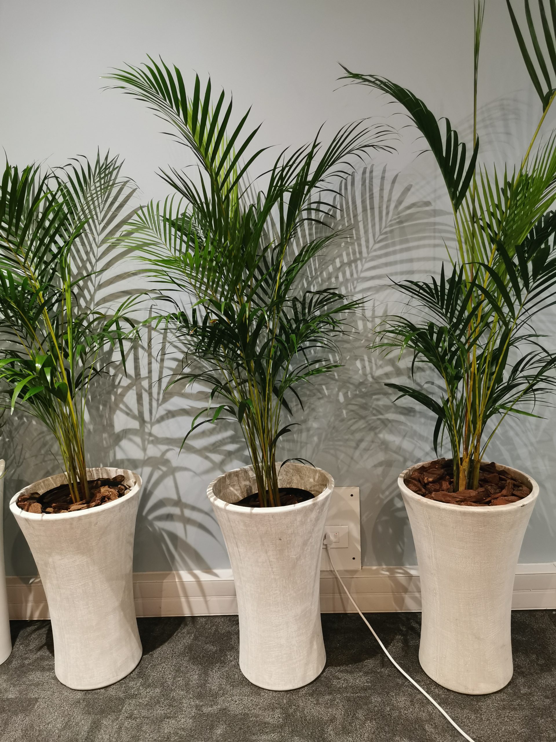 Palm in Twelvi