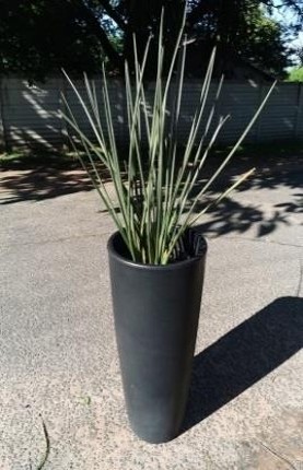 Picture15