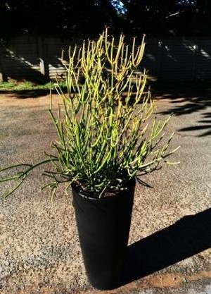 Picture16