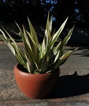 Picture21