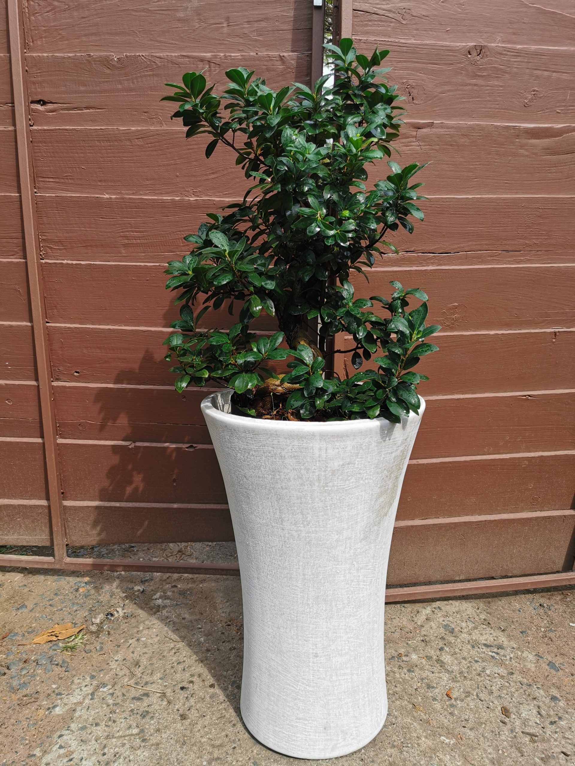 bonsai gensec