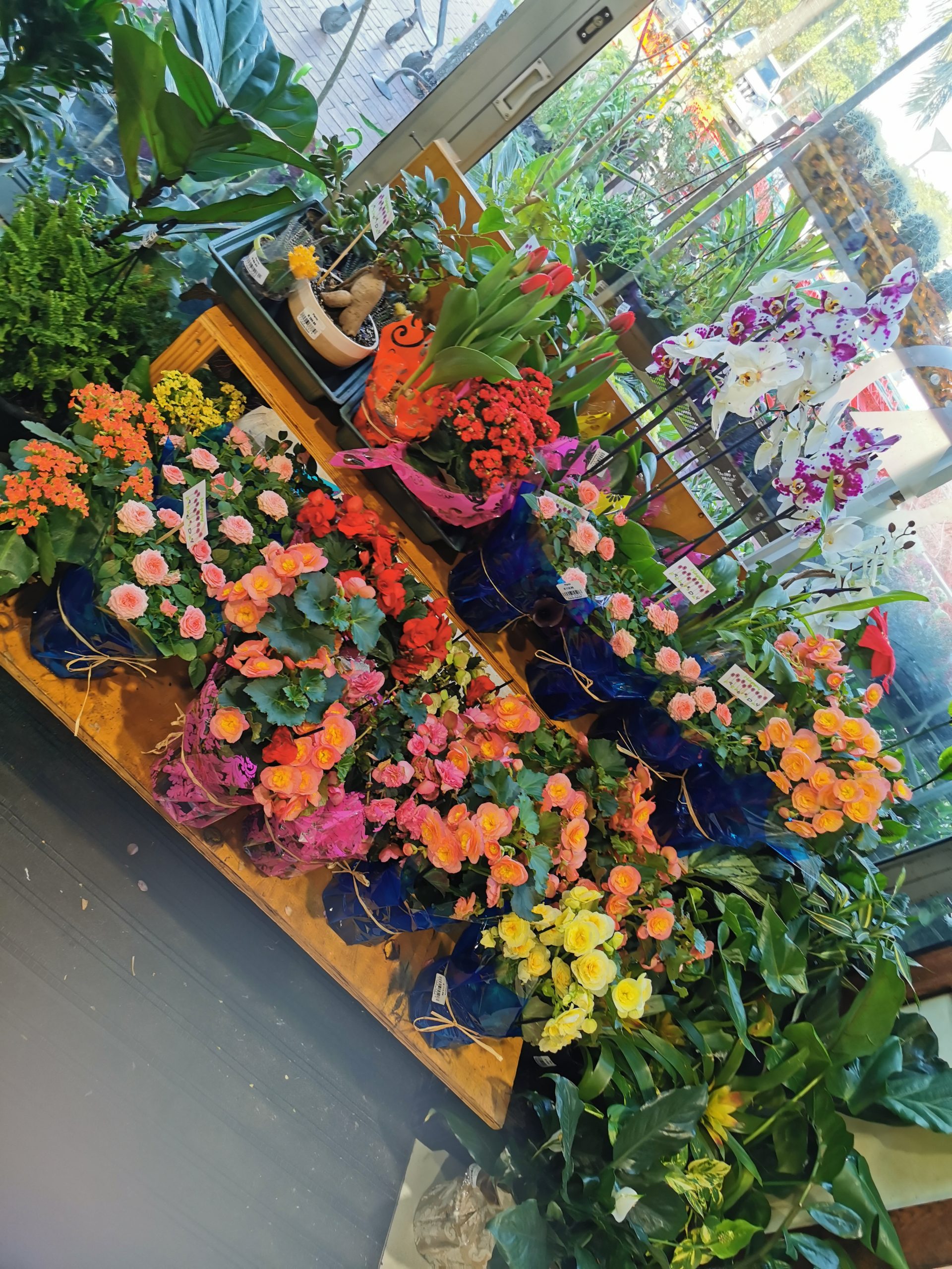 flowering plants Westville