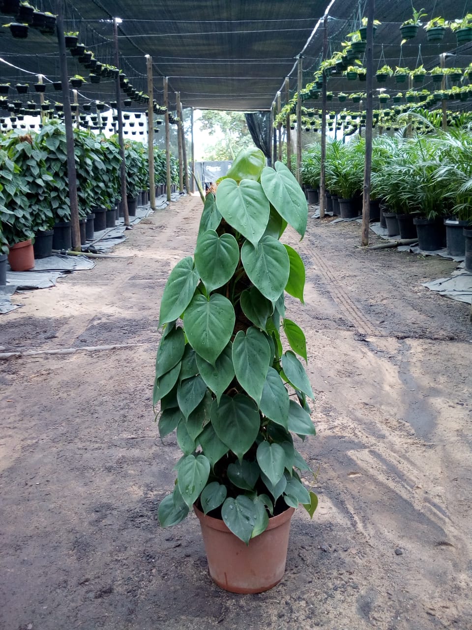 indoor plant6