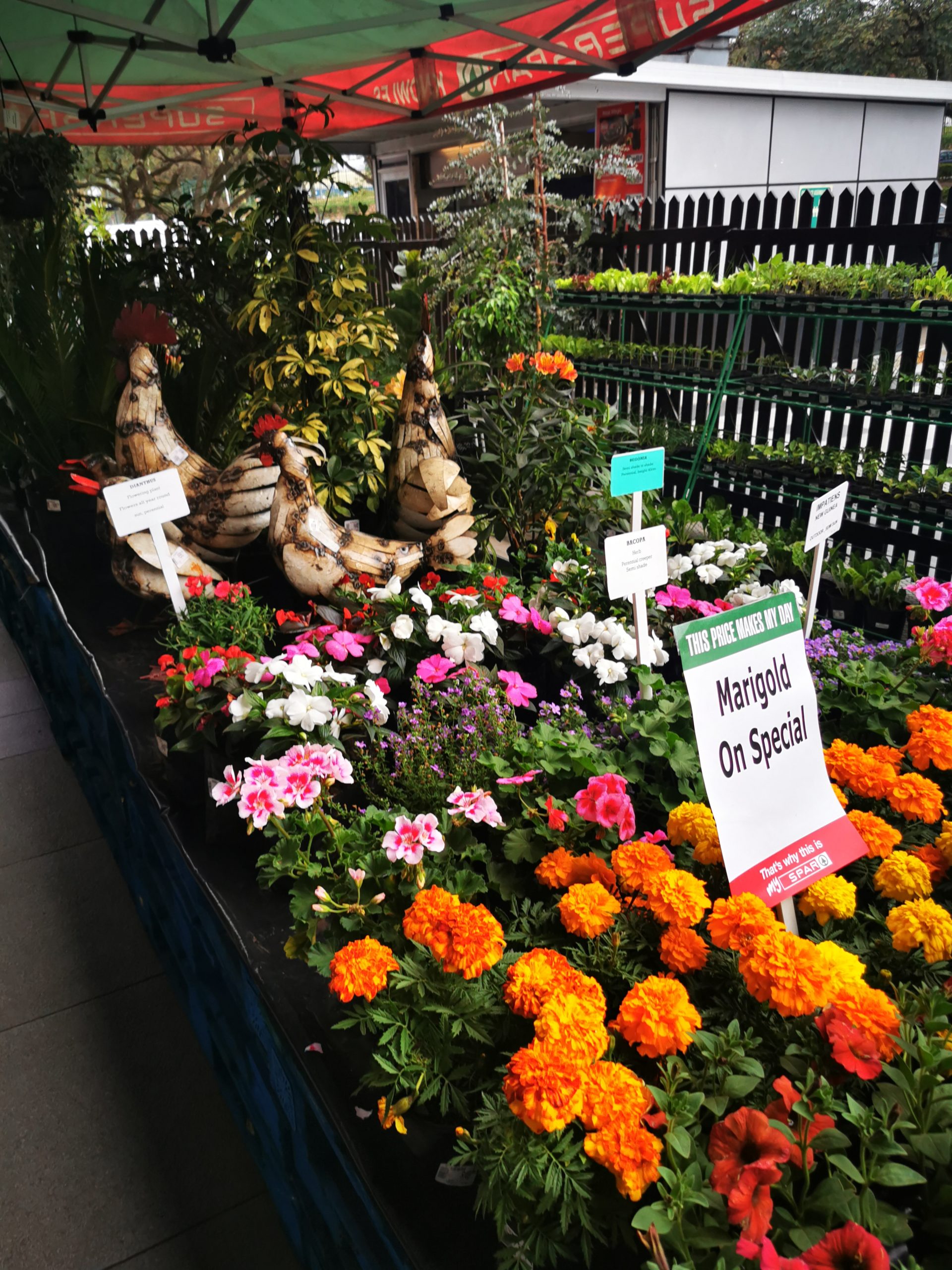knowles garden 1