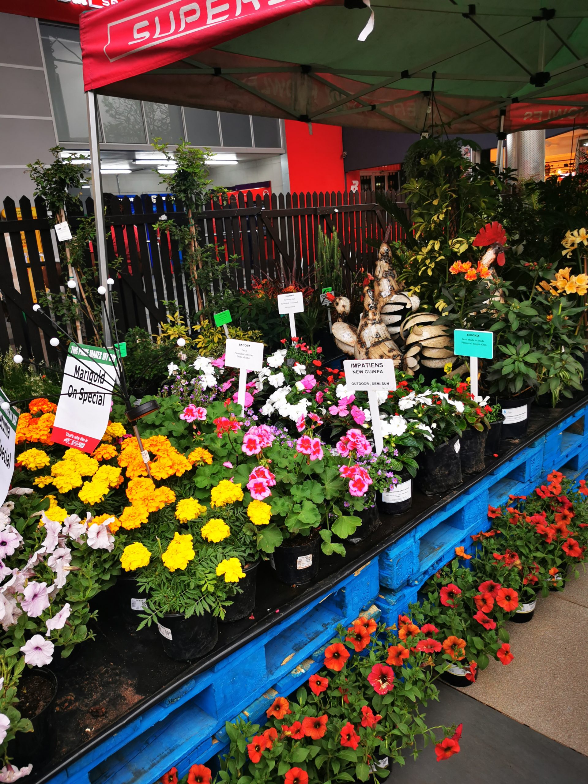 knowles garden2