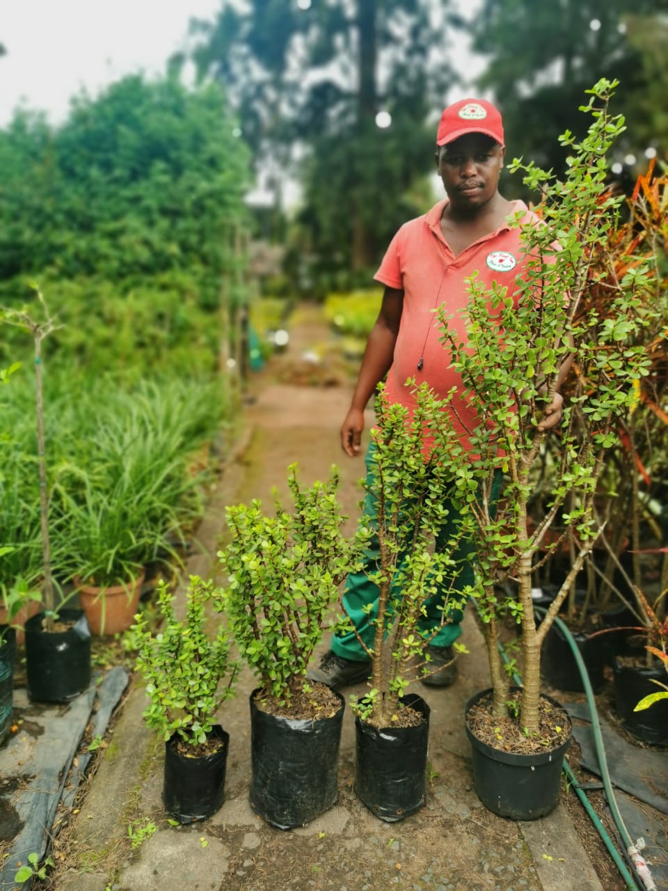 spekboon 4 sizes growing bad